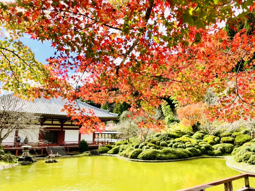 Enjoy Osaka Kyoto Kobe