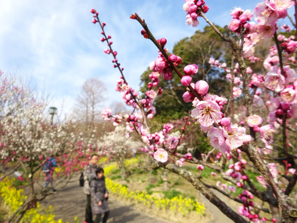 suma rikyu park ume