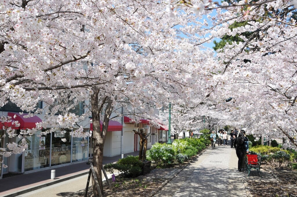 hananomichi_sakura