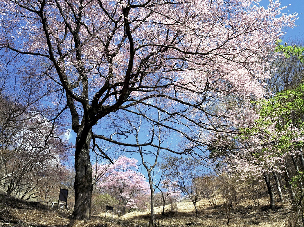 myoken_no_mori_sakura