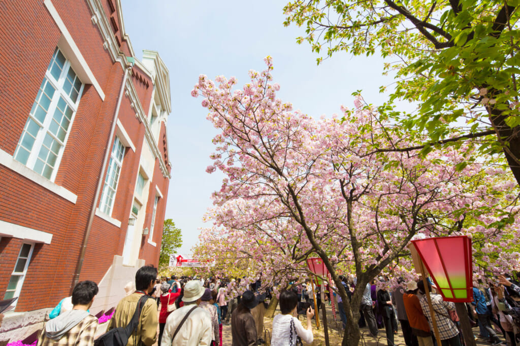 造幣局桜の通り抜け