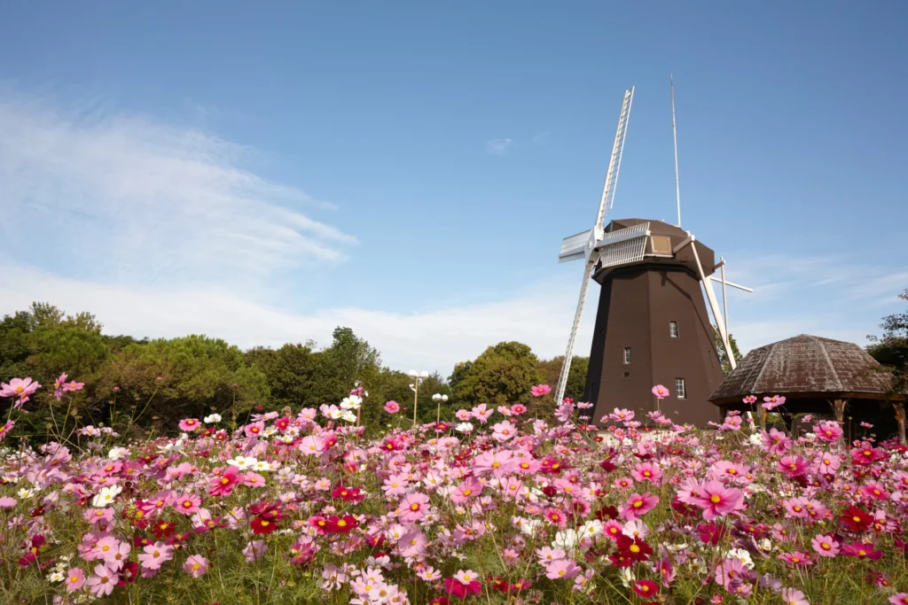 Tsurumiryokuchipark_cosmos