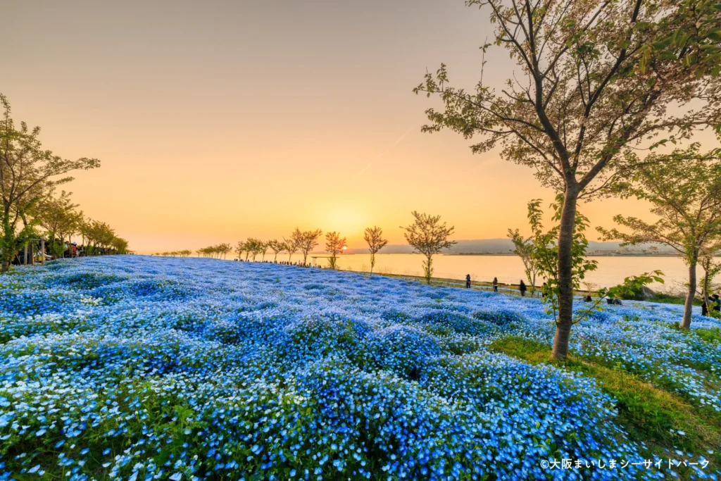 마이시마_네모필라02