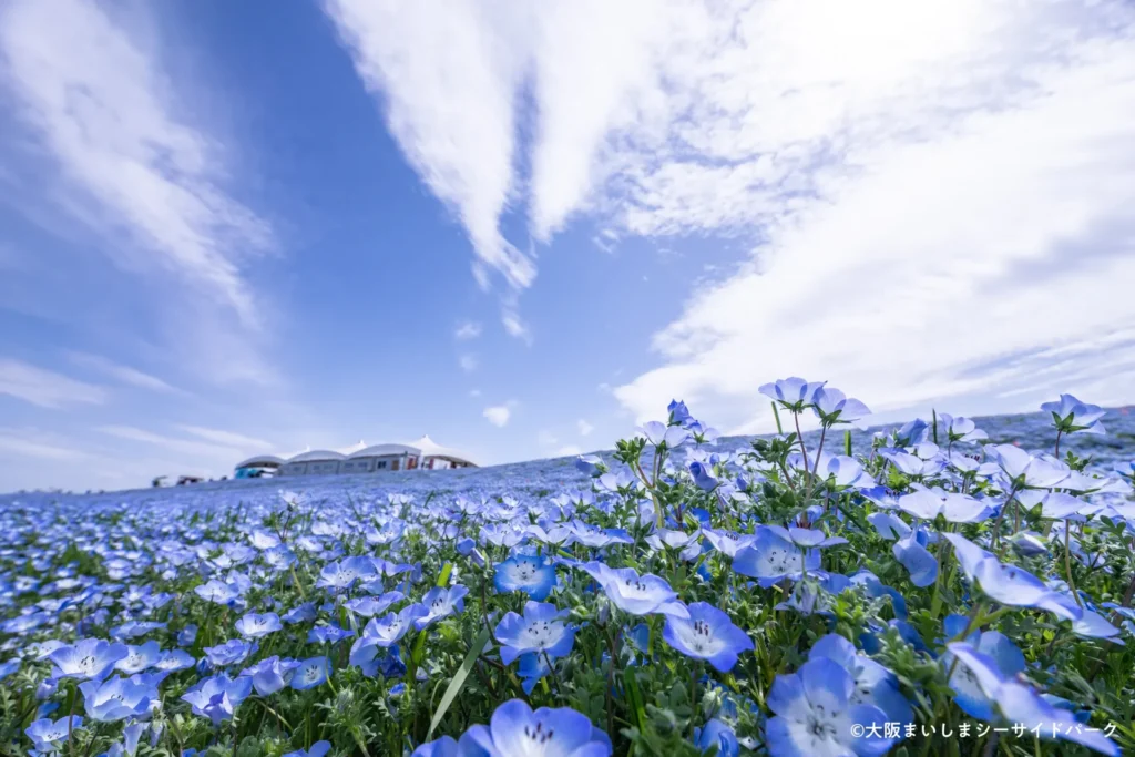 마이시마_네모필라03