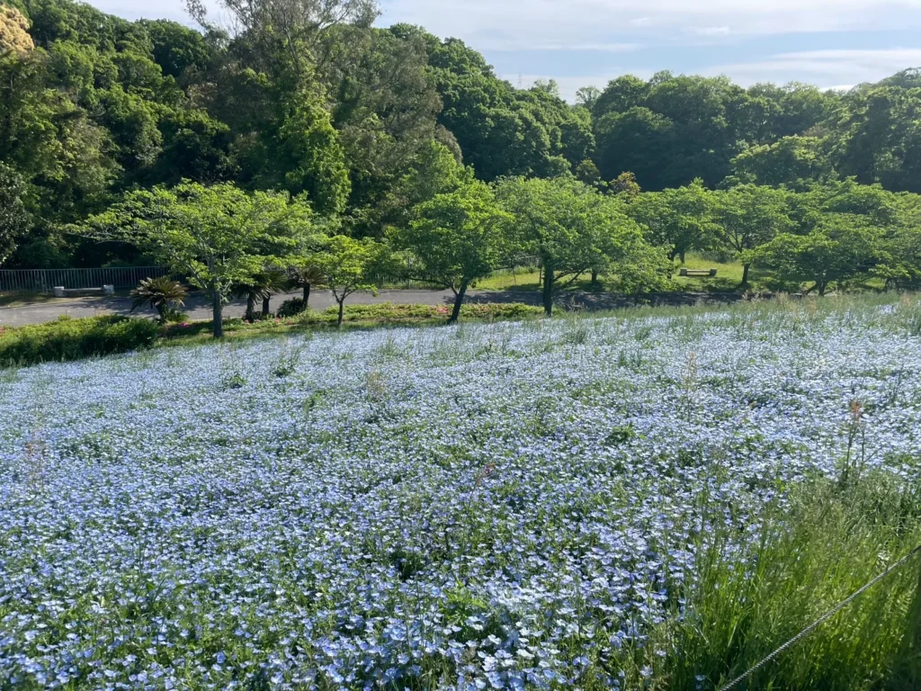 코베_네모필라01