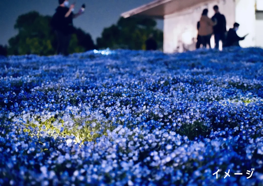 코베_네모필라02