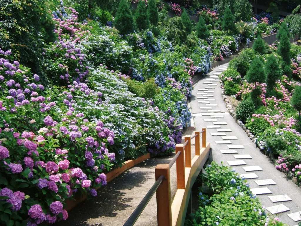 yoshiminedera_hydrangea02 (1)