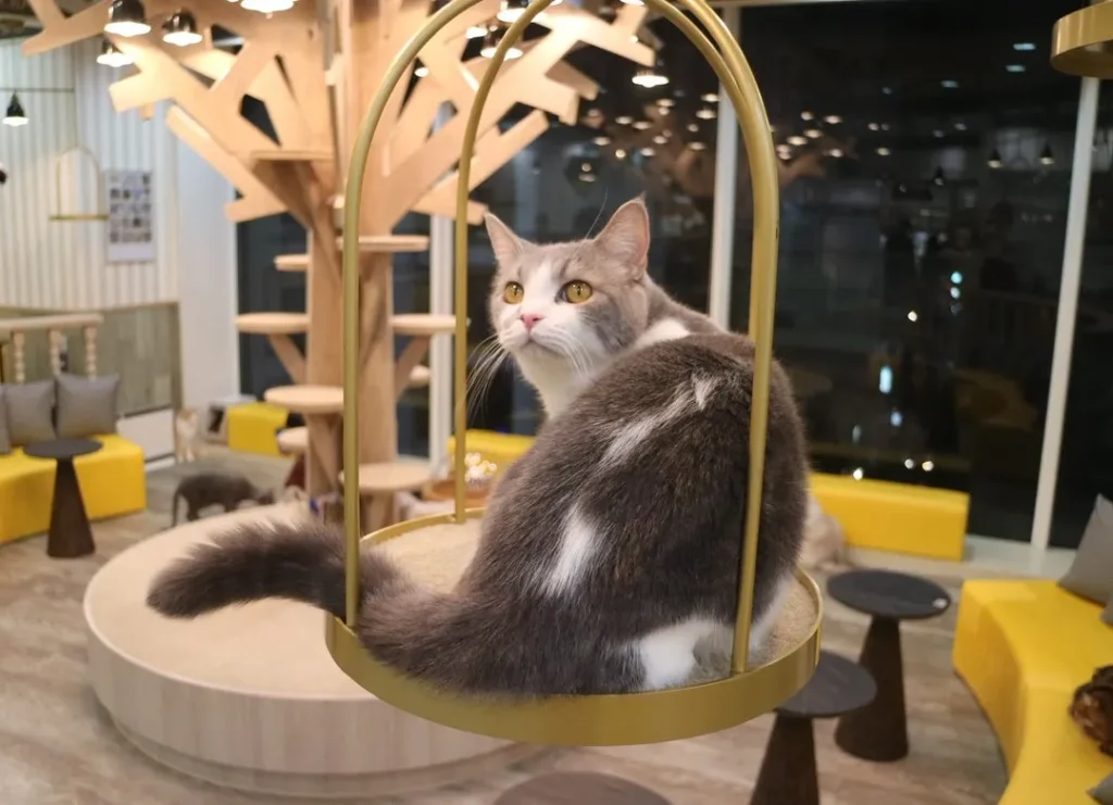 animal-cafe-02
