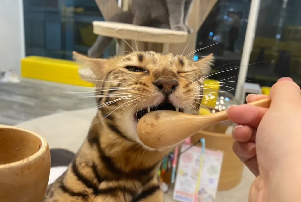 animal-cafe-03
