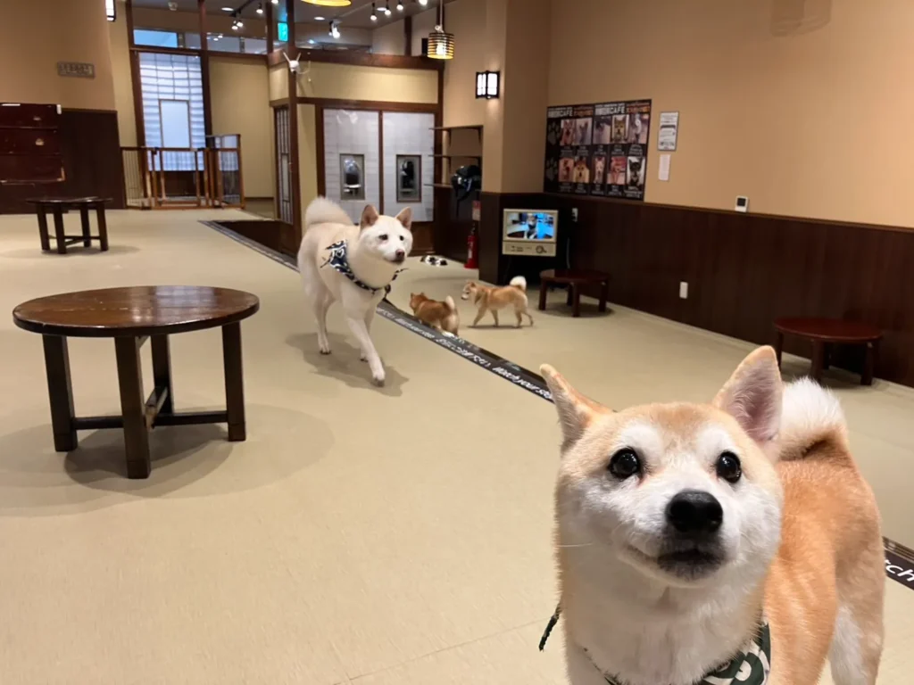 animal-cafe-05