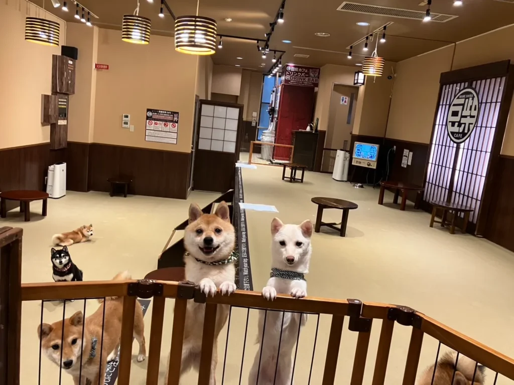 animal-cafe-06