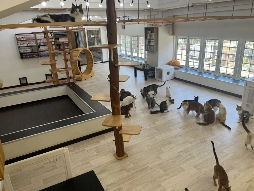 animal-cafe-09