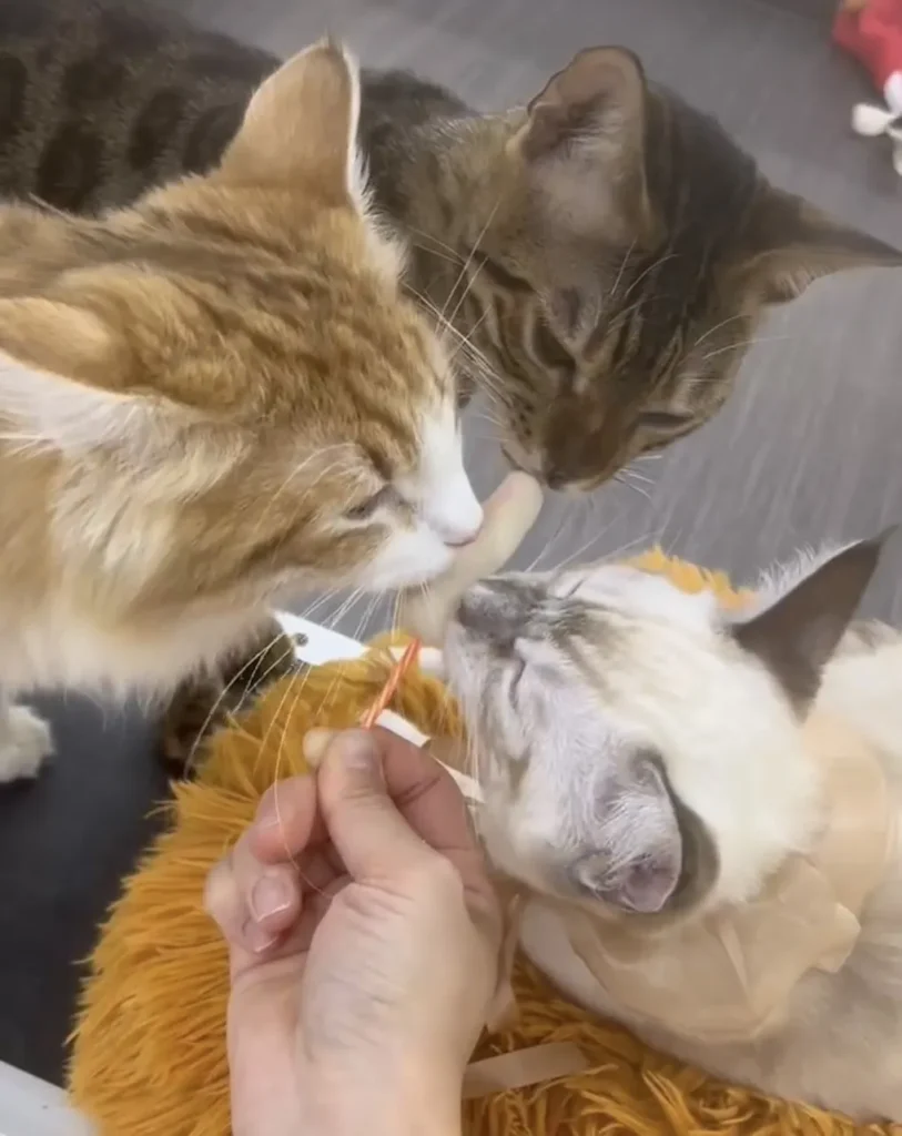 animal-cafe-11
