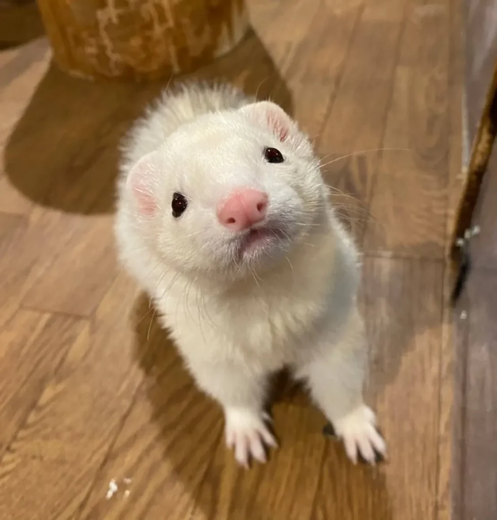 animal-cafe-14