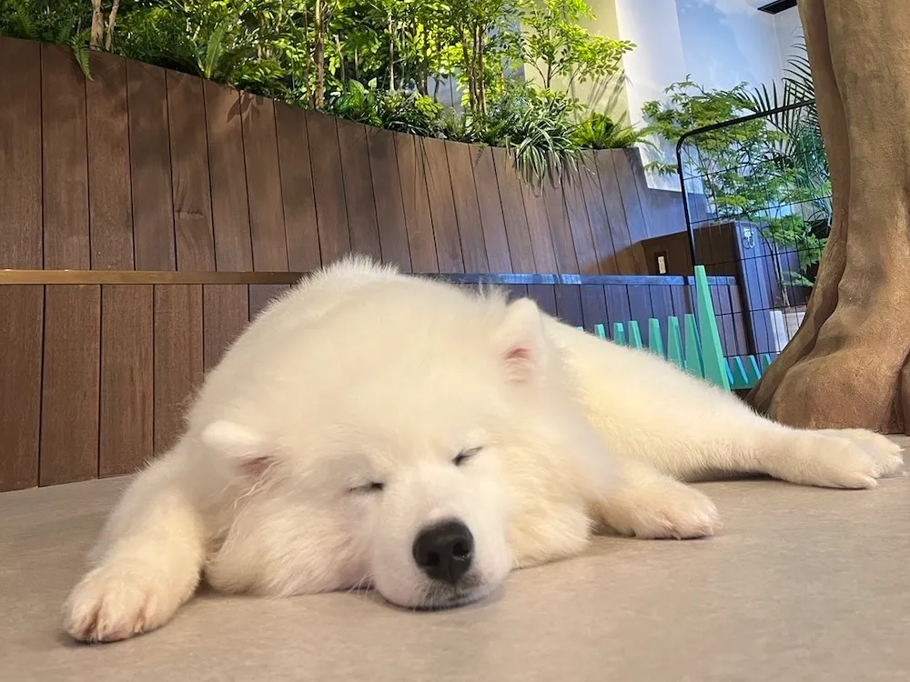 animal-cafe-16