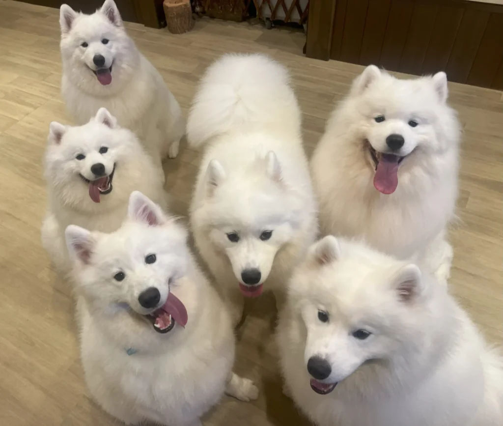 animal-cafe-17