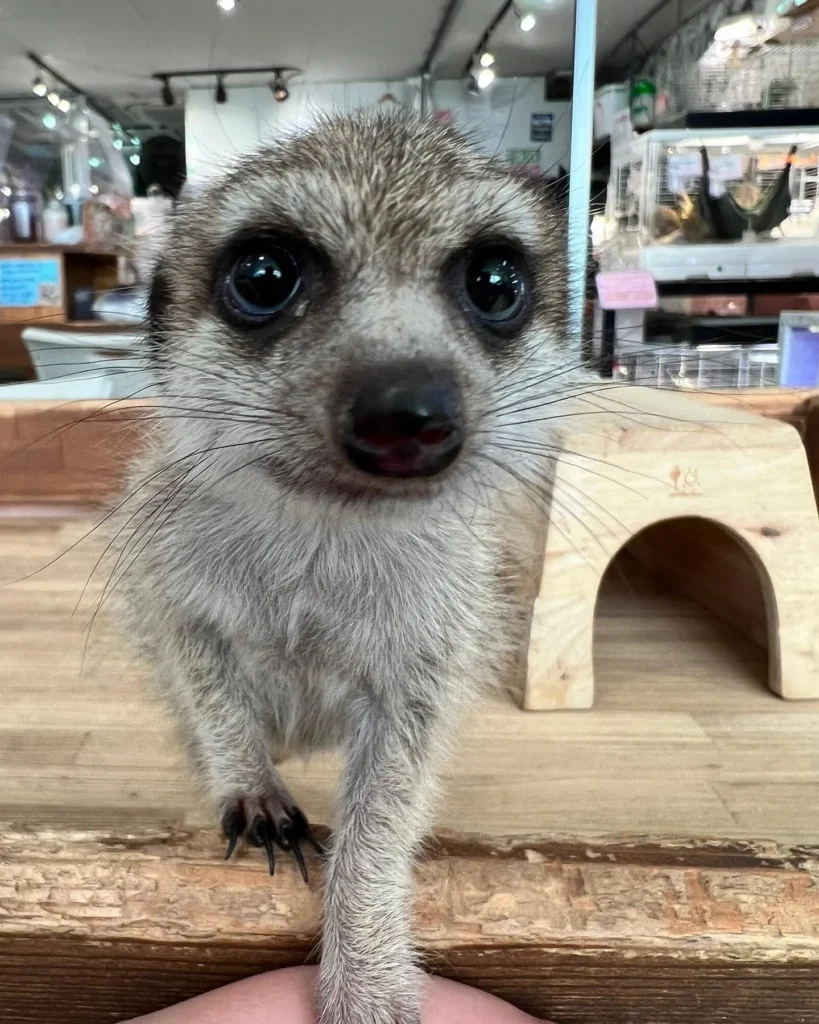 animal-cafe-18
