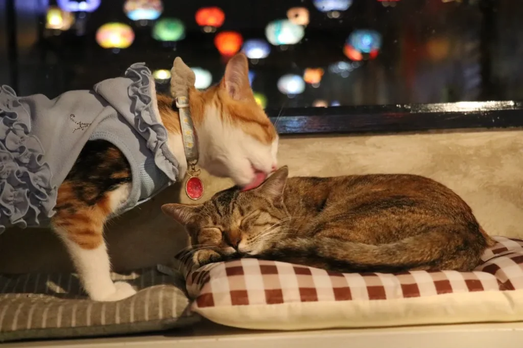 animal-cafe-22