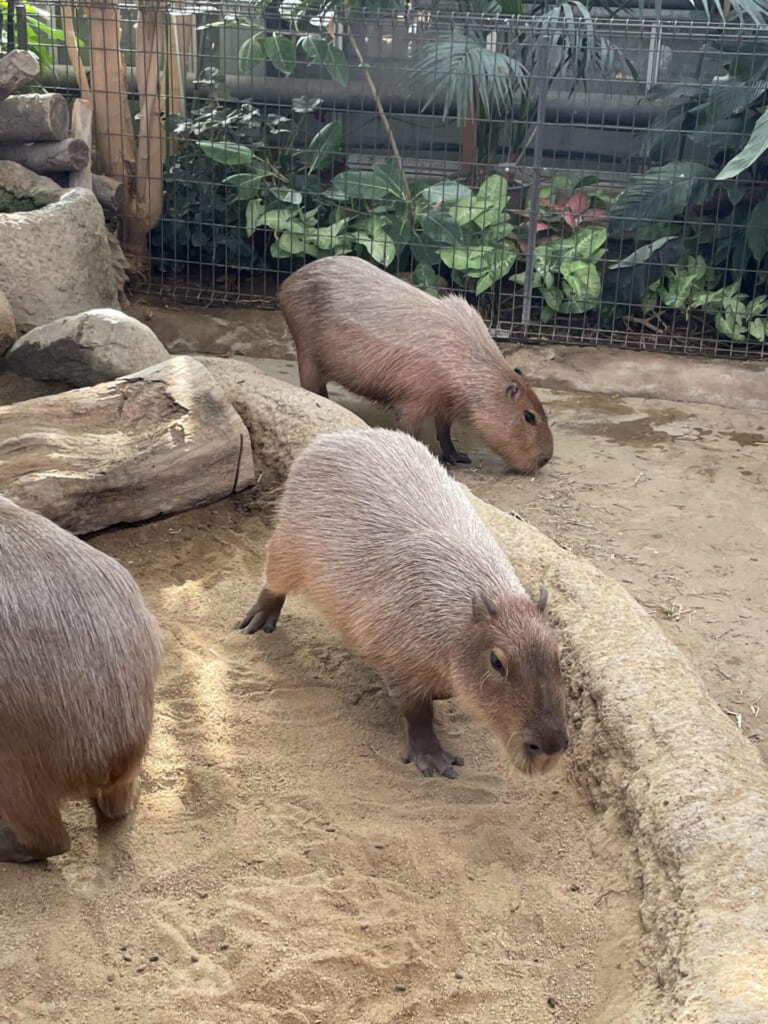 KOBE-ANIMAL-ZOO_capybara02