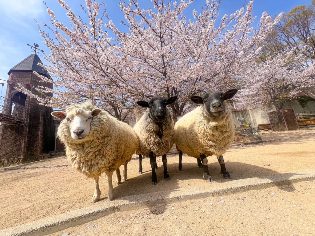 kobe-zoo-03