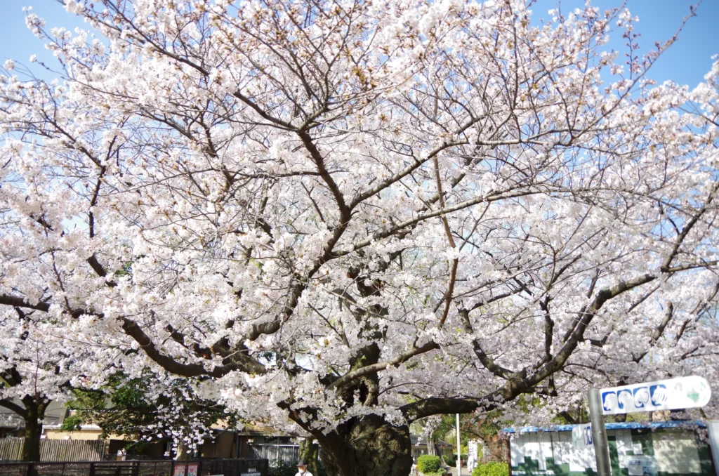kobe-zoo-04