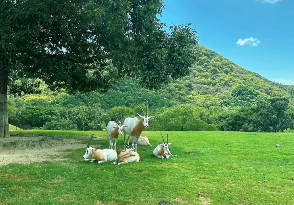 kobe-zoo-19