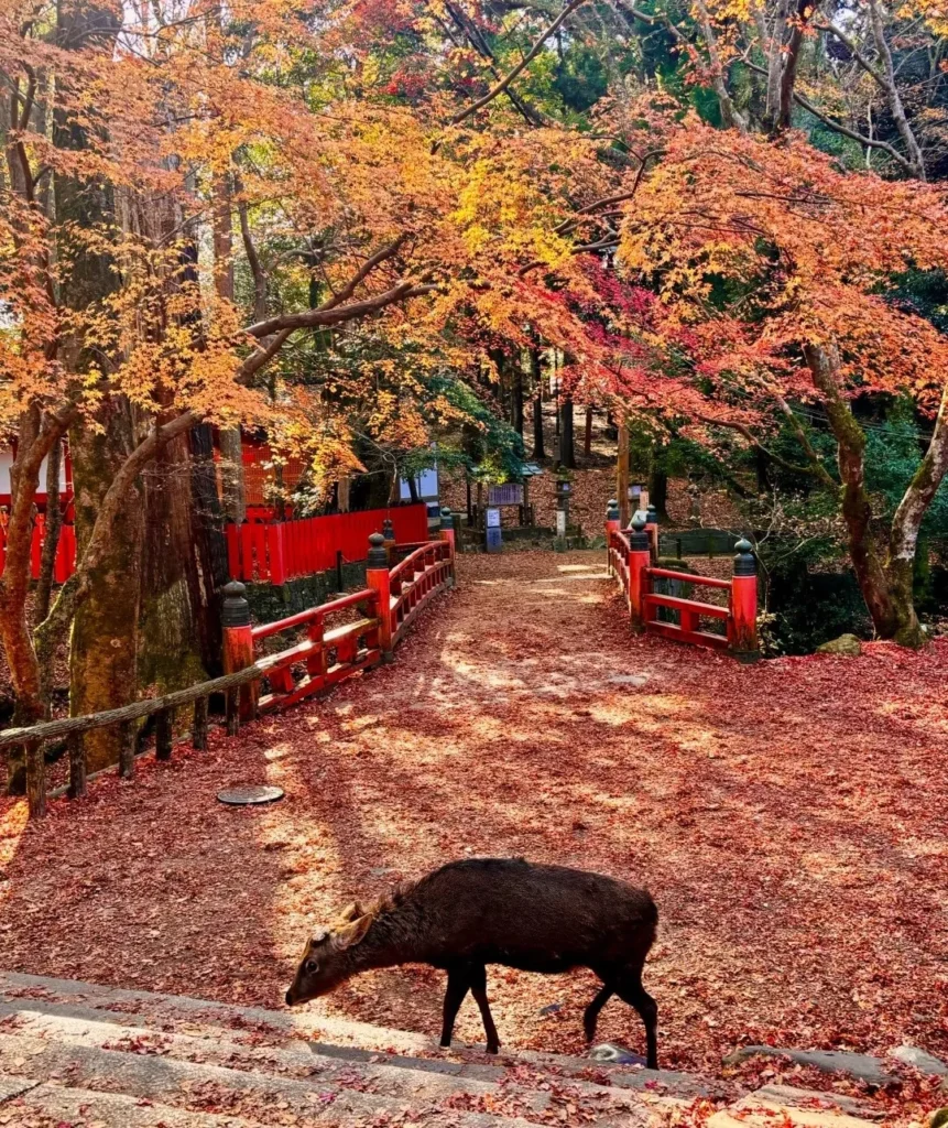 nara-1-day-trip-25