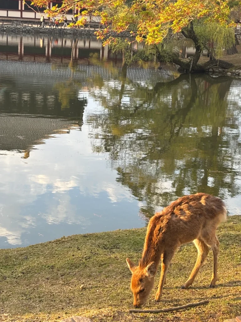 nara-1-day-trip-26
